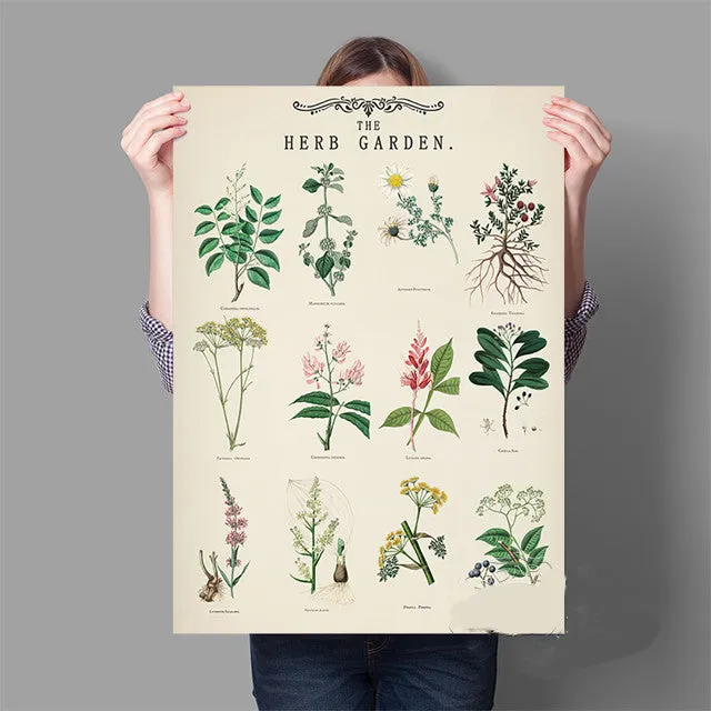 Affiche Murale D'Education Botanique De Jardin D'Herbes Vintage